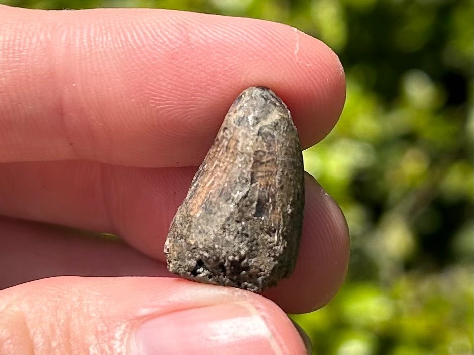 Fossil Crocodile Tooth Java Indonesia Croc Dinosaur Tooth Reptile Indonesian