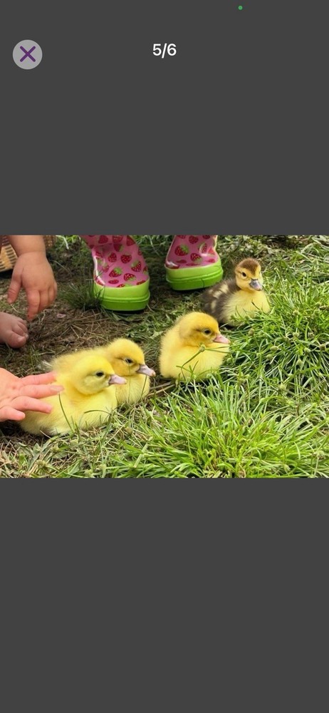 Muscovy Duck Hatching Eggs