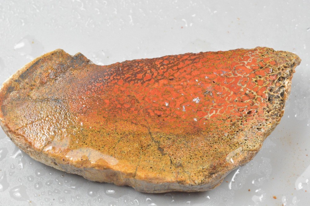 Orange Agatized Dinosaur Bone, New Mexico, 95 grams