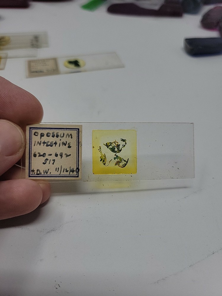 Vintage Microscope Slide 1940