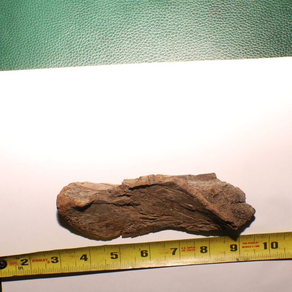Huge Dinosaur Vert Process - Hell Creek Formation - Late Cretaceous - Nice Sized