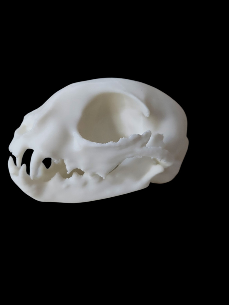 Life Size Replica Cat Skull - 3D Printed Realistic Replica, Gothic Decor