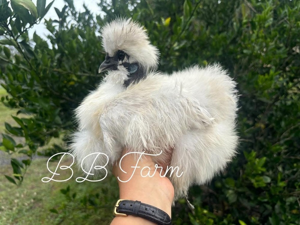 7 Silkie Show Quality Hatching Eggs (hens Choice)