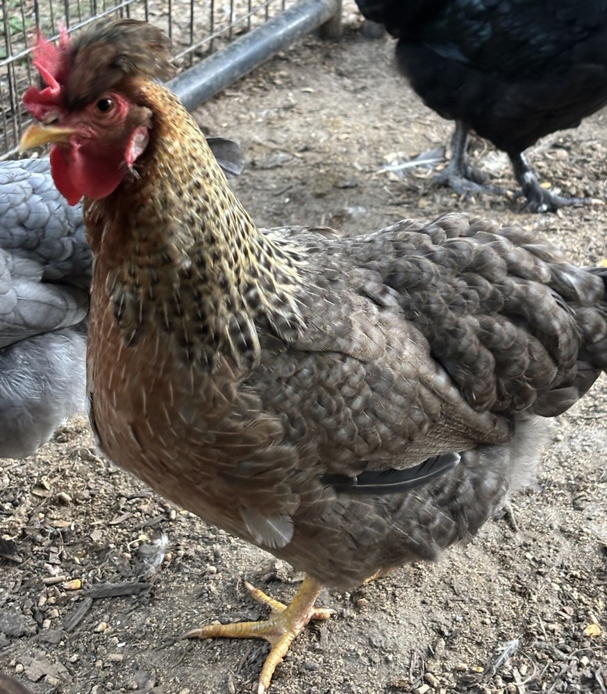 A++++ (10 ) Cream Legbar Fertilized Hatching Eggs!!