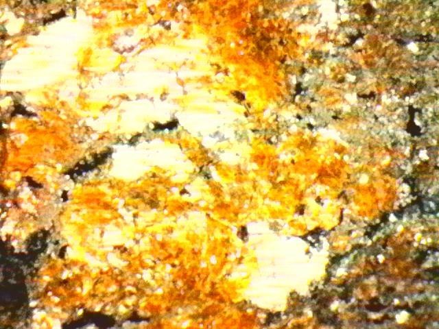 Gold Ore Specimen / Visible Gold
