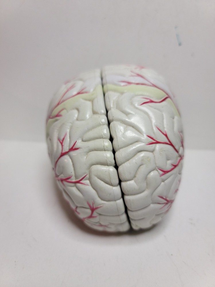 Human Brain Display Two parts Hard Plastic
