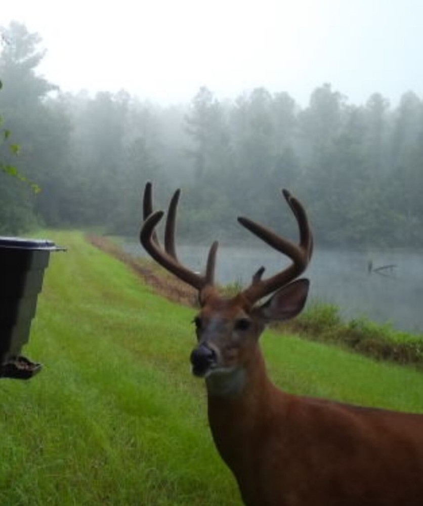 Deer feeder