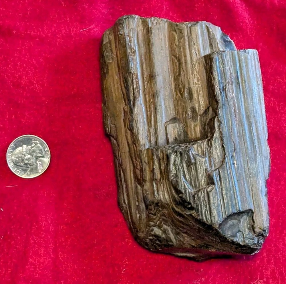 2 Lb Petrified Wood