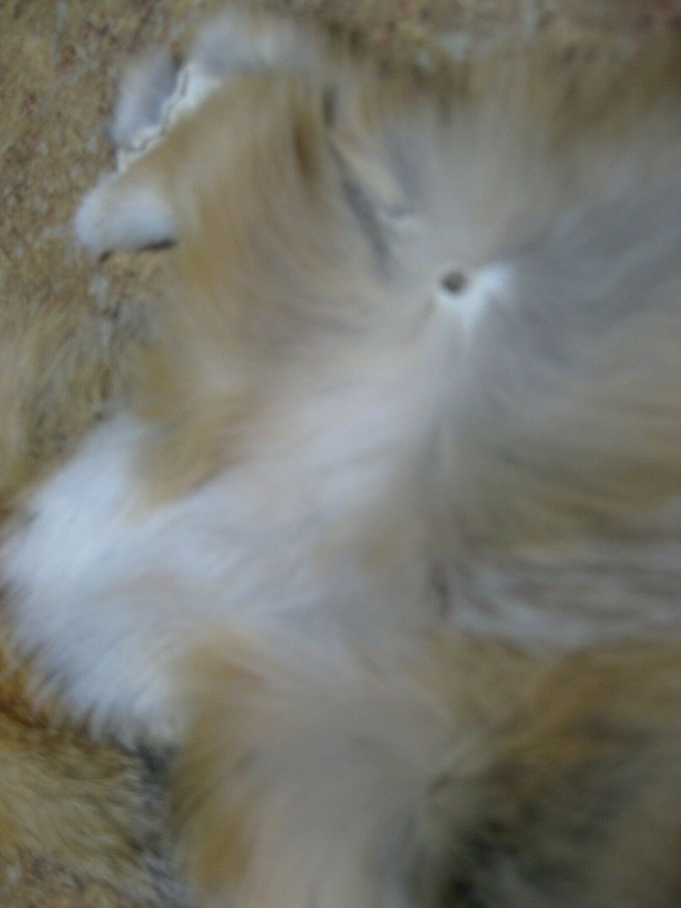 Tanned Grey Fox Damaged #0011976 Row A-1