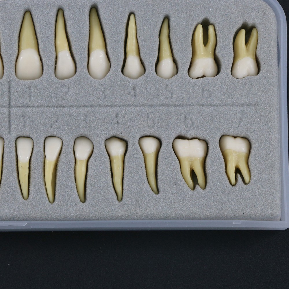 Dental Typodont Standard Teeth Model Study Teach Demo Soft Gum Removable Teeth