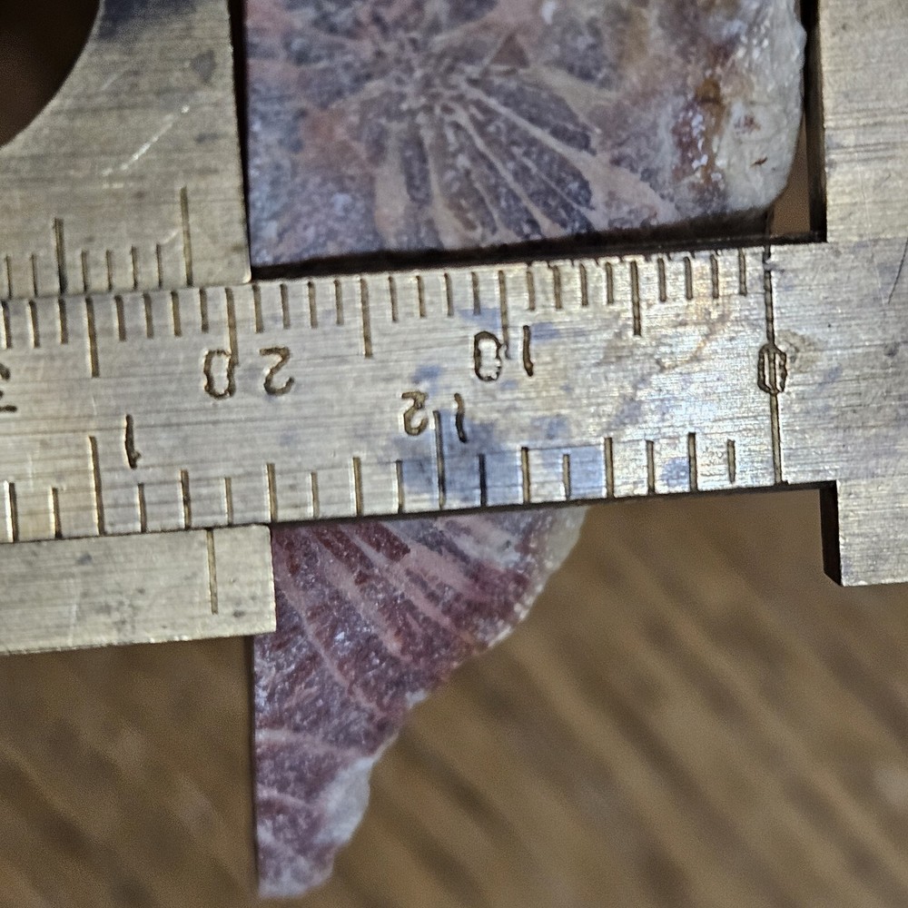 Fossized Coral Lapidary Slab 78 Grams