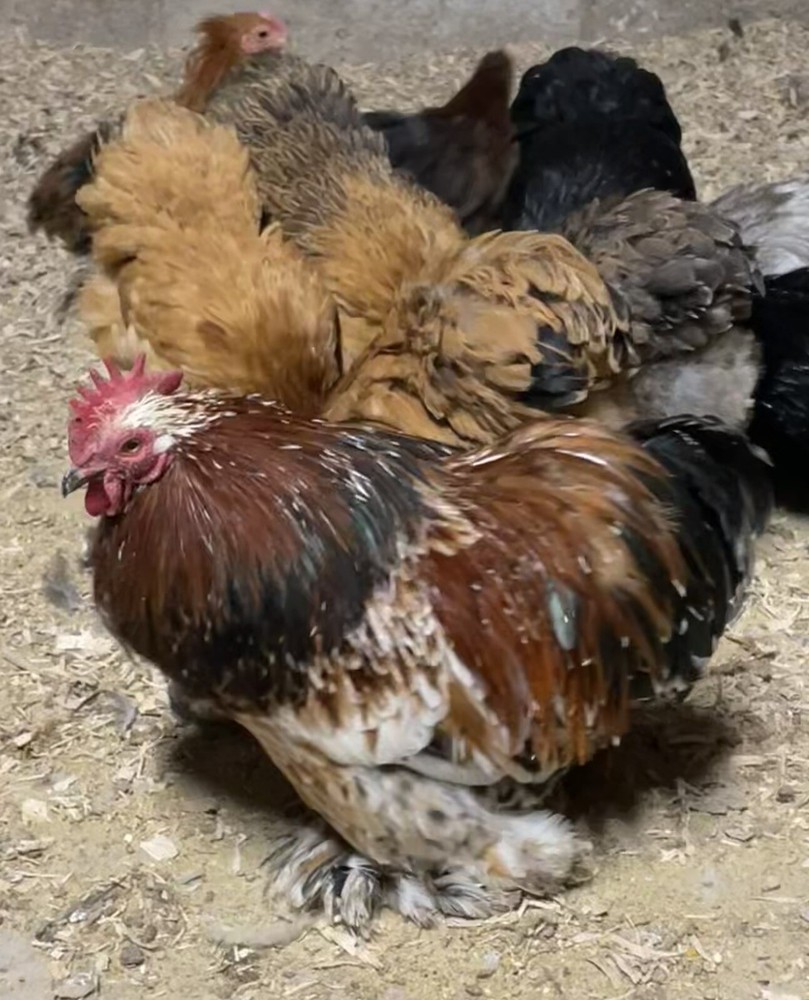 10 ++ FERTILE BANTAM COCHIN HATCHING EGGS Assorted Colors.