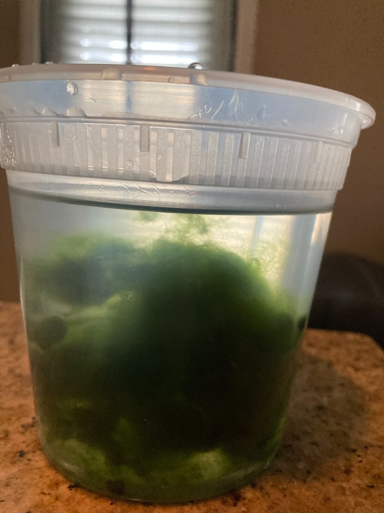 Live Marimo Moss-Algae Aquatic Snail Free