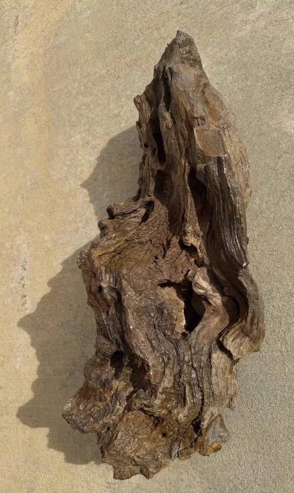 PETRIFIED LOG Large Piece.