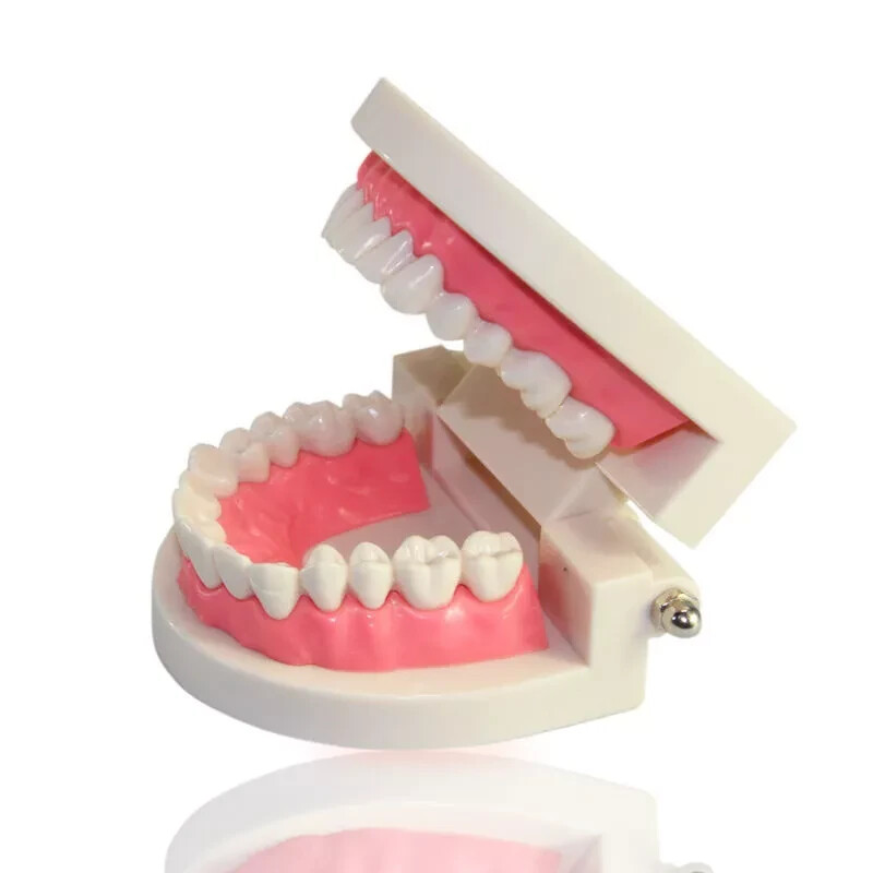 Dental Orthodontic Typodont Teeth Study Teach Standard Tooth Model Implant