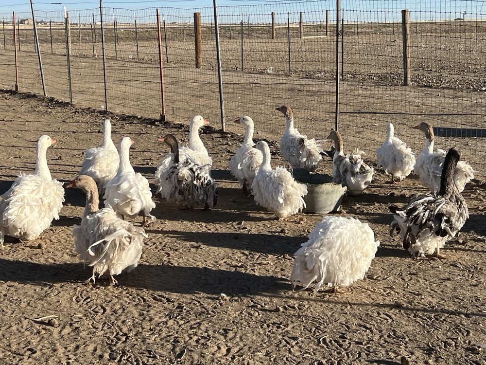 Sebastopol Goose Hatching Eggs