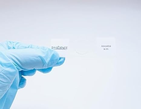 Amoeba Proteus Microscope Slide - Prepared Showing Nucleus & Cell Structures