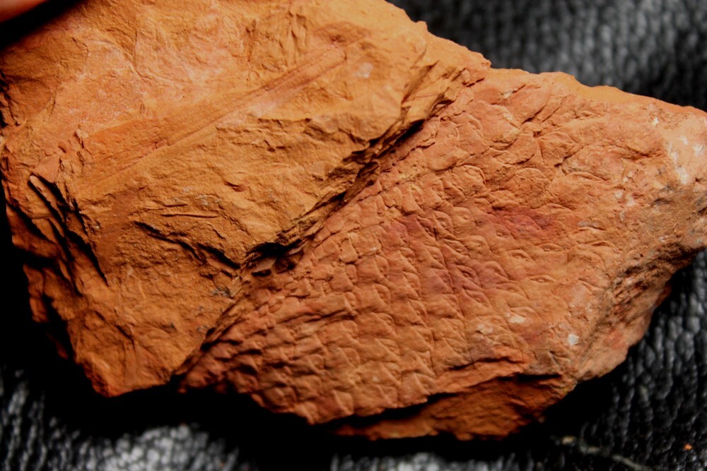 Rare Carboniferous fossil bark - Lepidophloios