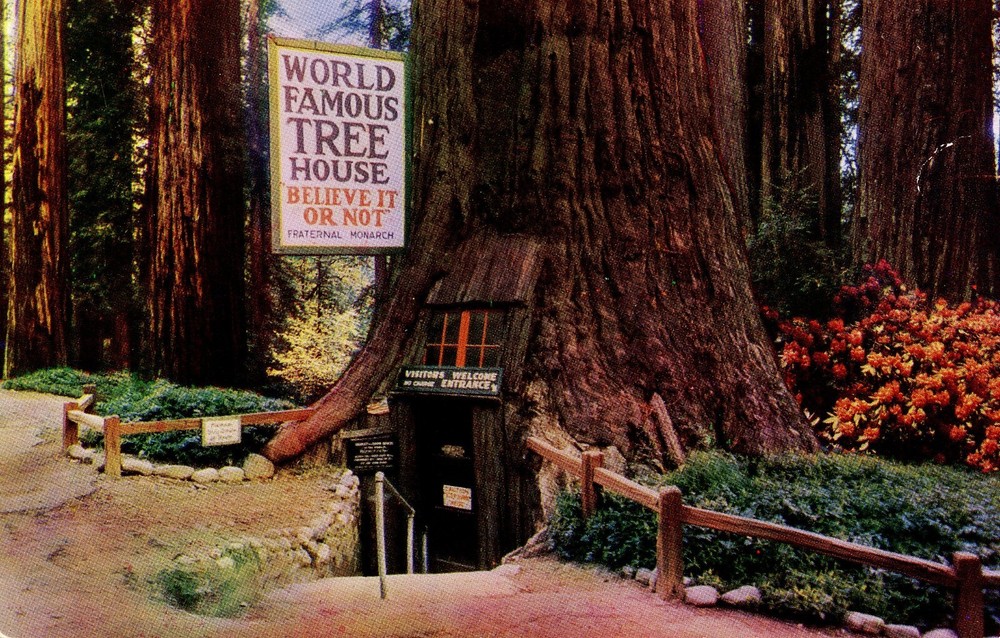 WORLD FAMOUS TREE HOUSE- PC862