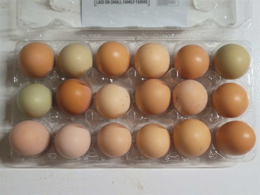 22 Fresh Fertile Chicken Hatching Eggs