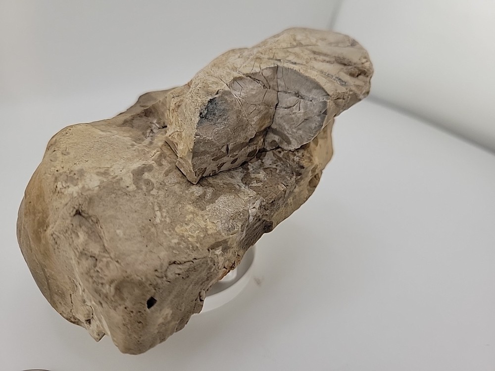 Egg Fossil Permineralized Compression Reptile Egg Fossil