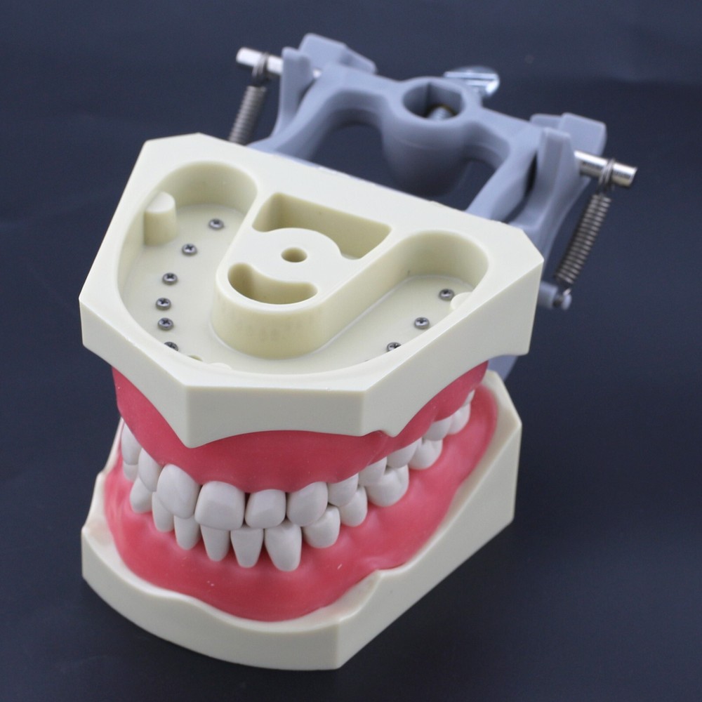 Columbia Dentoform 860 Type Dental Typodont Model 32pcs Removable Teeth Exam