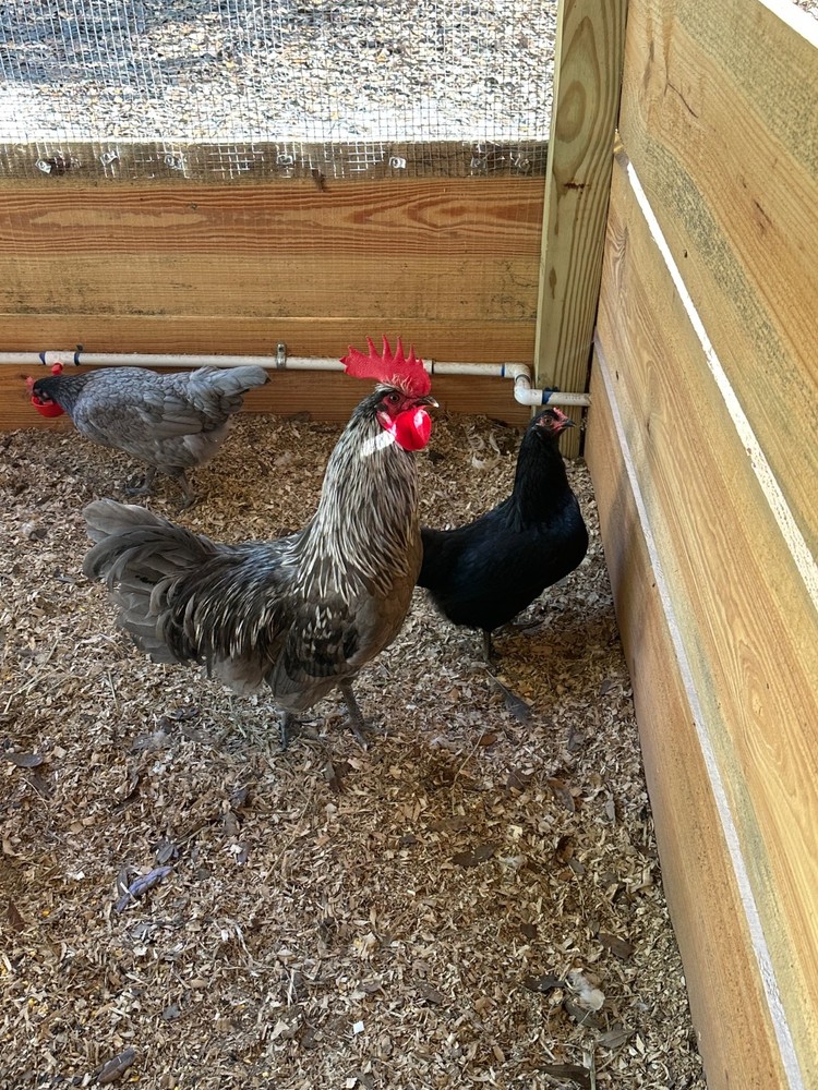 10 Silverudd’s Blue Isbar hatching eggs