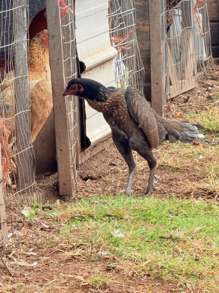 1Asil/Aseel Ganoi Chicken Hatching eggs