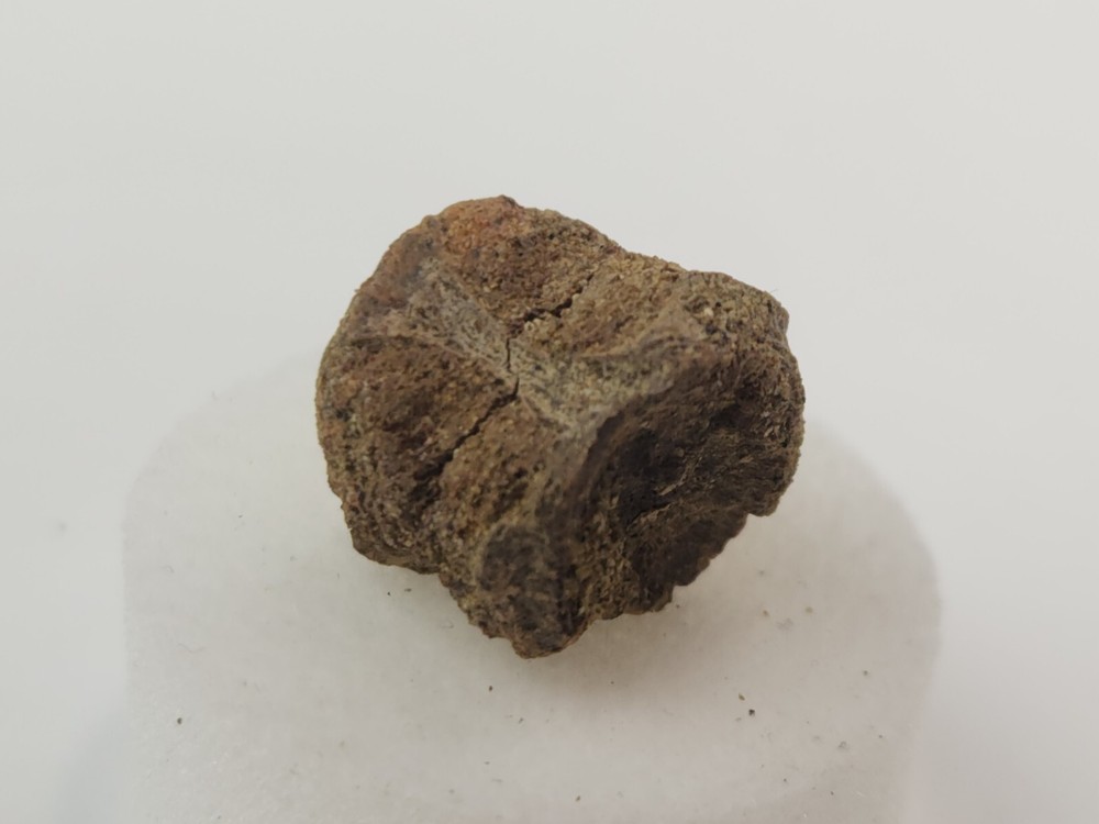 Lance Formation Micro Fossil Pack - Perfect for Teaching / Education - 70 Pieces