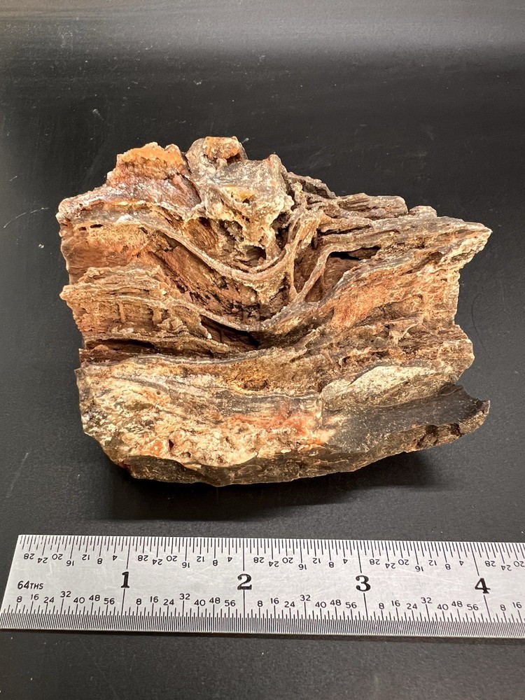 Ball Ranch Petrified Wood D3