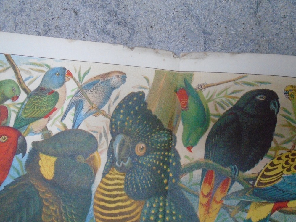PARROTS AUSTRALIA VICTORIAN LITHOGRAPH STRONG COLOURS (FOLDED) SIZE 41/27CM