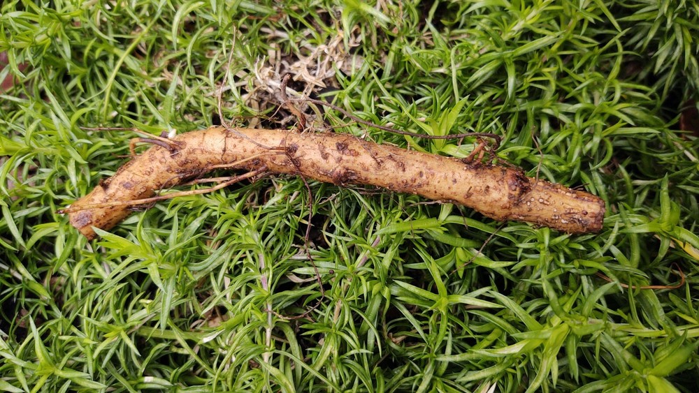 Hop rhizomes (Cascade,Chinook,Comet)