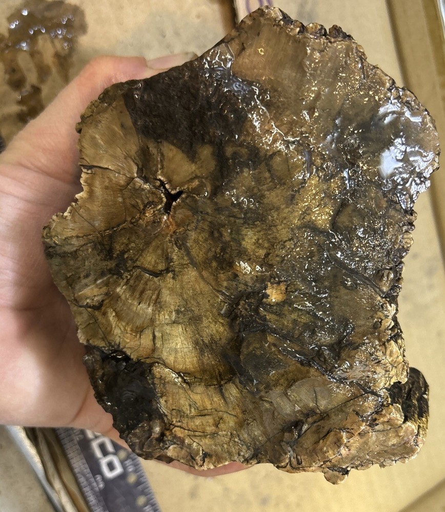 petrified wood Full Round