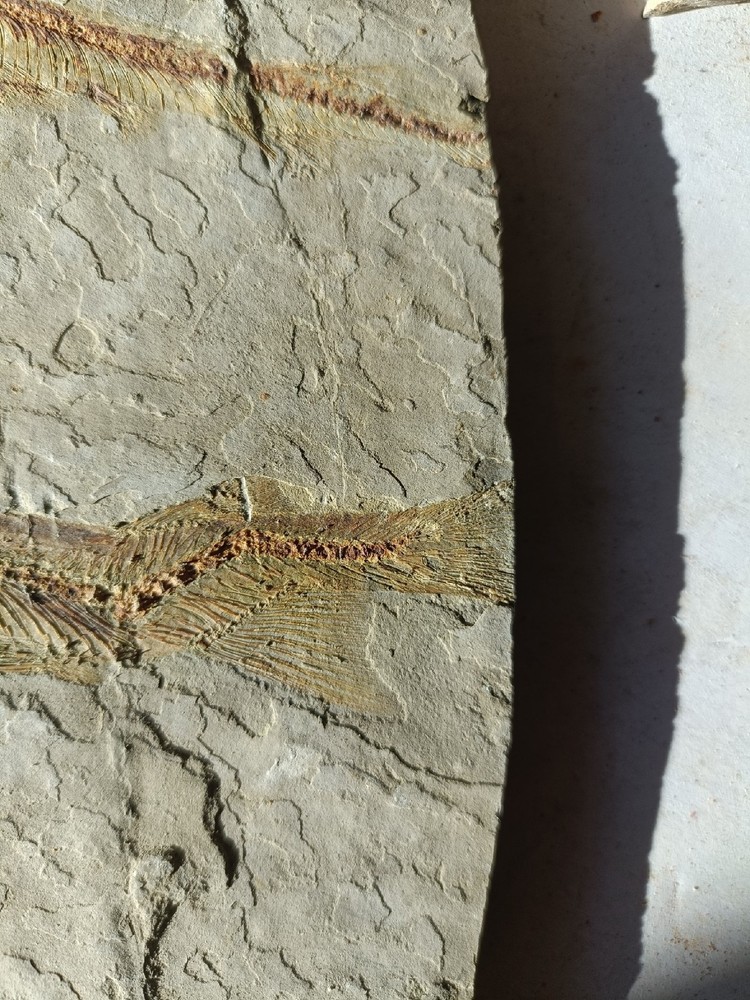 Unique and authentic fossilized fish like stone A036