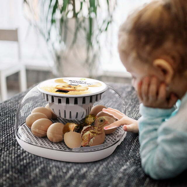 Egg Incubator 12 Eggs Incubator with Automatic Egg Turning for Hatching Eggs