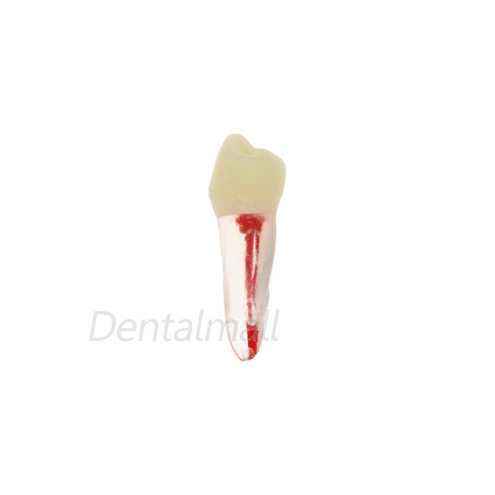 10 Pcs Dental Root Canal Practice Model Teeth for Pulp Study RCT Endo File