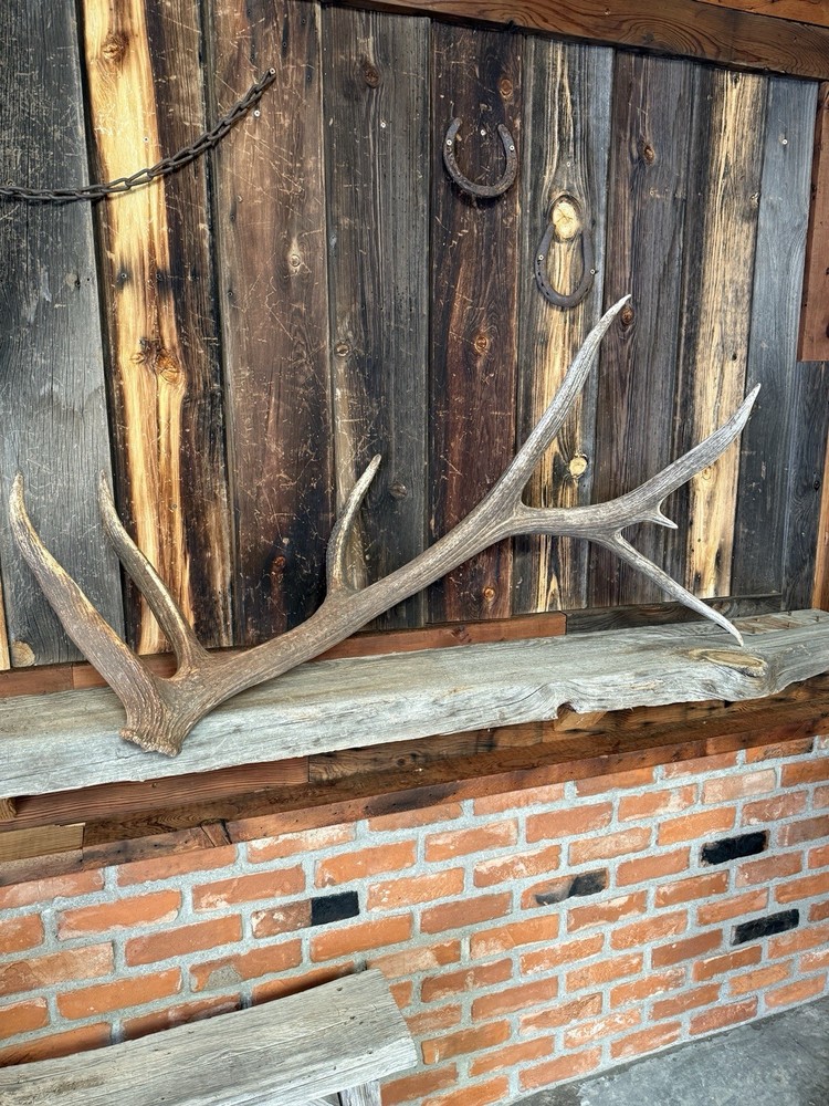 Large 7 Pt Elk Shed ~ Antler ~ Decor