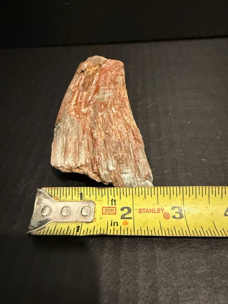 petrified wood
