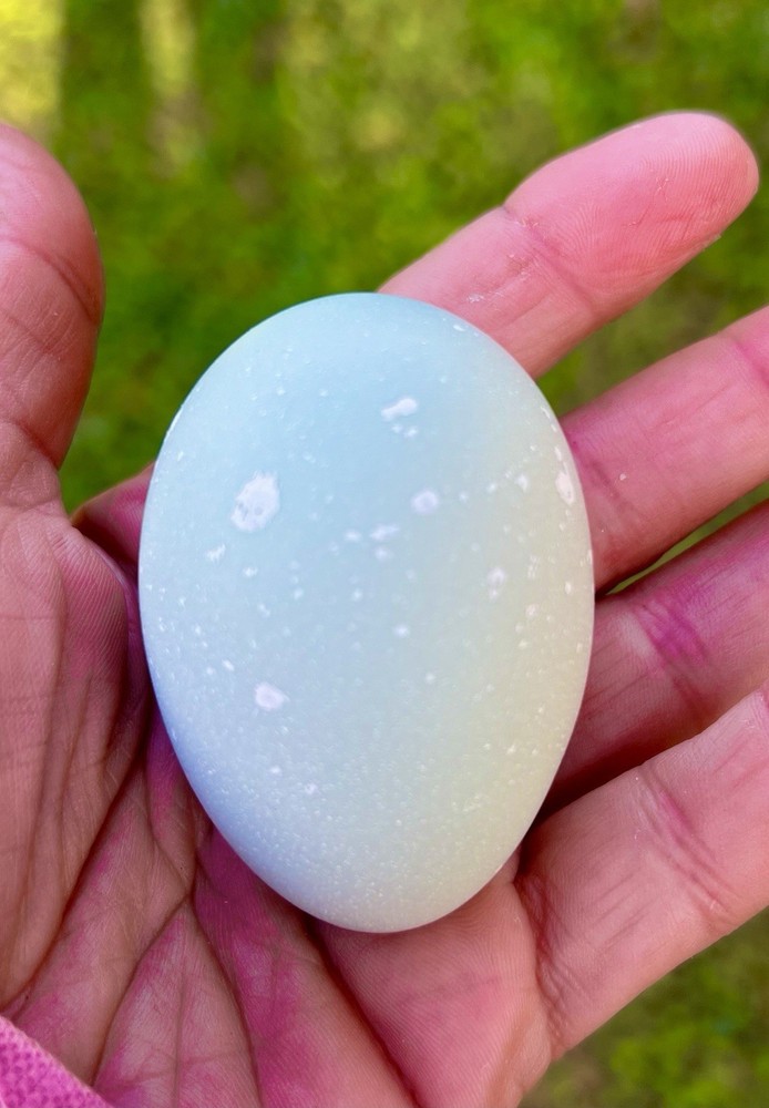 Olive Egger Hatching Eggs 1 dozen (12 + extra)