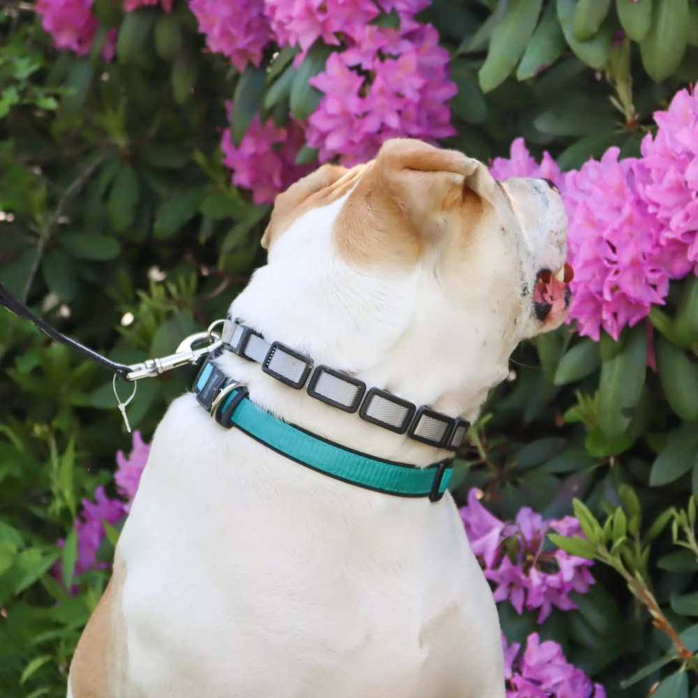 Coastal Natural Control Training Collar Medium 1" x 16"