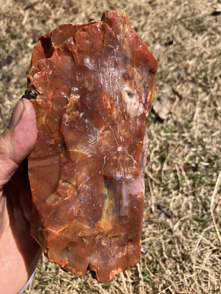 Arizona Petrified Wood