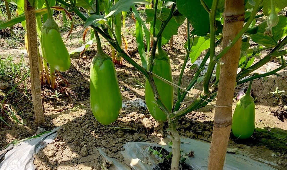 Brinjal Bari 12 Kg Eggplant 1 Gram Seeds