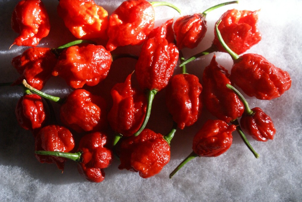 CAROLINA REAPER PEPPER EXTRACT / THREE- 1/2 OZ. BOTTLES+ "IMPOSSIBLE ORANGE"!