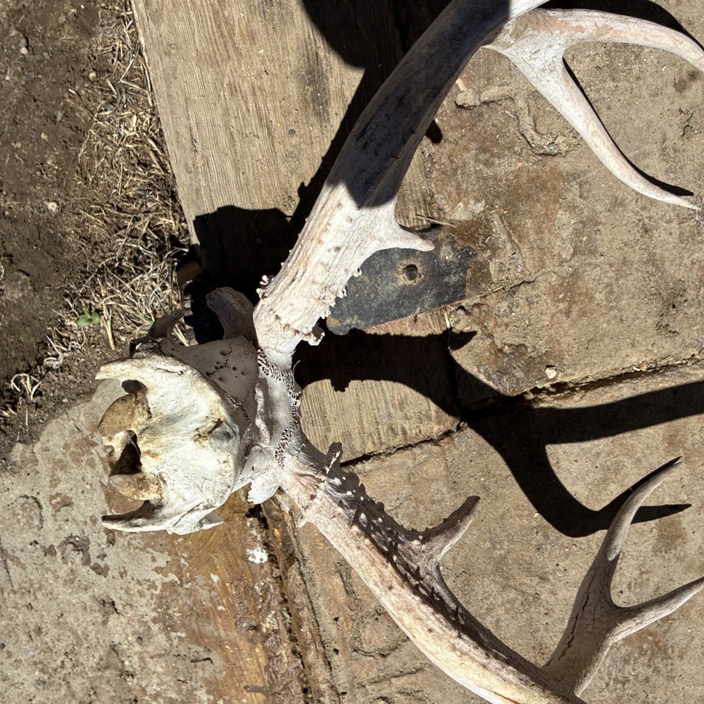 Mule Deer Skull Plate