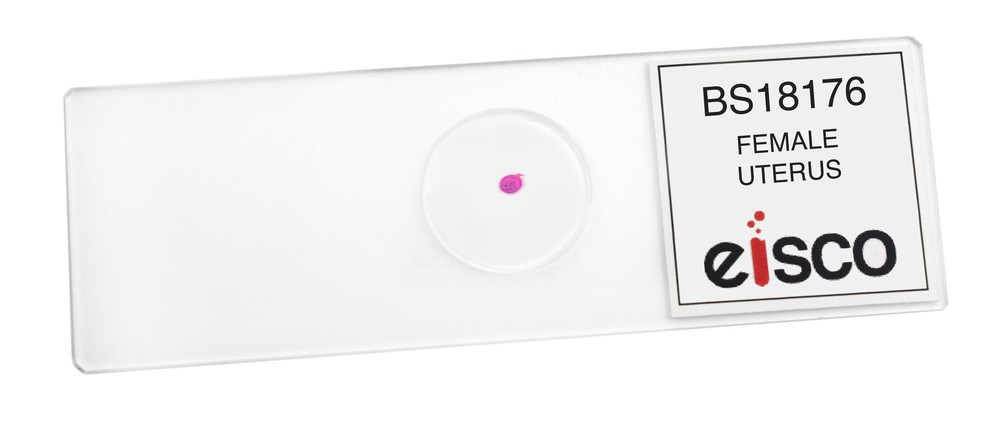 Female Uterus - Prepared Microscope Slide - 75x25mm - Eisco Labs