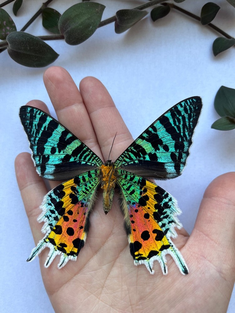 Framed Madagascar Sunset Moth, Urania ripheus