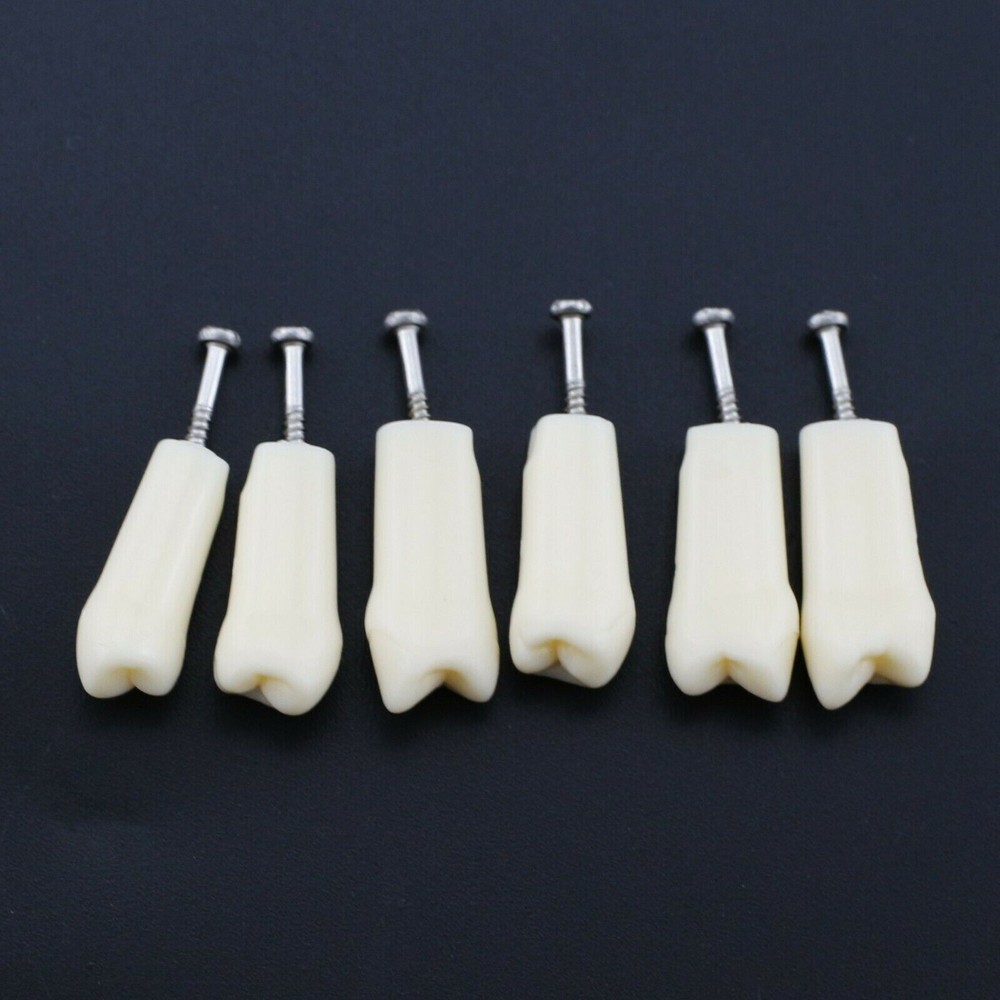 28 Screw-in Teeth Dental Typodont Model Replacement Practice Study Tooth Model