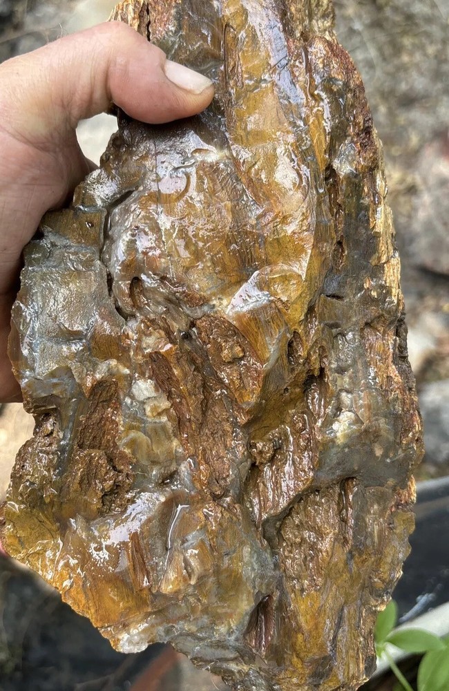 Silver Creek Junction Petrified Wood