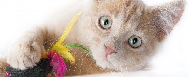 cat immune system - CAT IMMUNE SYSTEM BOOSTER - cat turmeric 2B