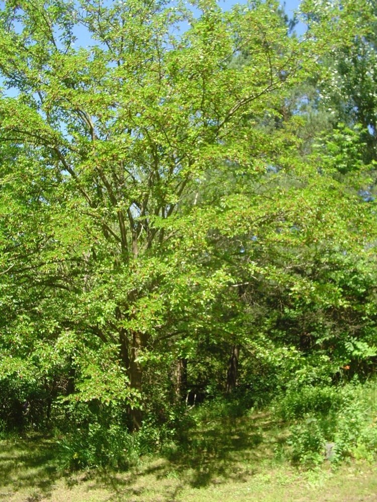 3 White Mulberry Tree- Morus alba - 12-24" Tall